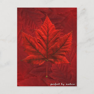 Canada Postcards Custom Canada Souvenir Postcards