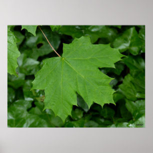 Canada Poster Canada Maple Leaf Souvenir Print