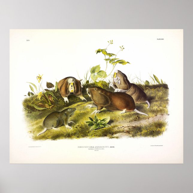 Canada Pouched Rat (Plains Pocket Gopher) Audubon Poster (Front)