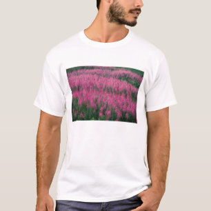 Canada, Quebec, Gaspe. Purple Lythrum Flowers, T-Shirt