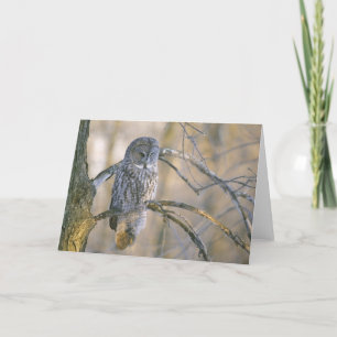 Canada, Quebec. Great grey owl perched on tree Card