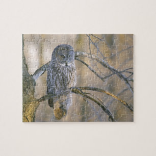 Canada, Quebec. Great grey owl perched on tree Jigsaw Puzzle
