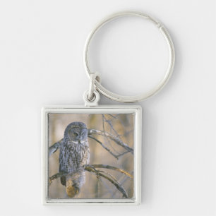 Canada, Quebec. Great grey owl perched on tree Key Ring