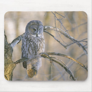 Canada, Quebec. Great grey owl perched on tree Mouse Mat