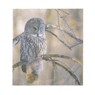 Canada, Quebec. Great grey owl perched on tree Notepad
