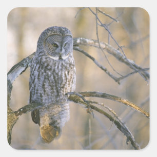 Canada, Quebec. Great grey owl perched on tree Square Sticker