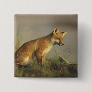 Canada, Quebec. Red fox cub at sunrise 15 Cm Square Badge