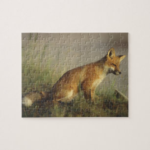 Canada, Quebec. Red fox cub at sunrise Jigsaw Puzzle