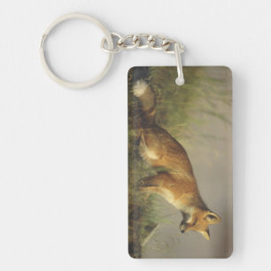Canada, Quebec. Red fox cub at sunrise Key Ring