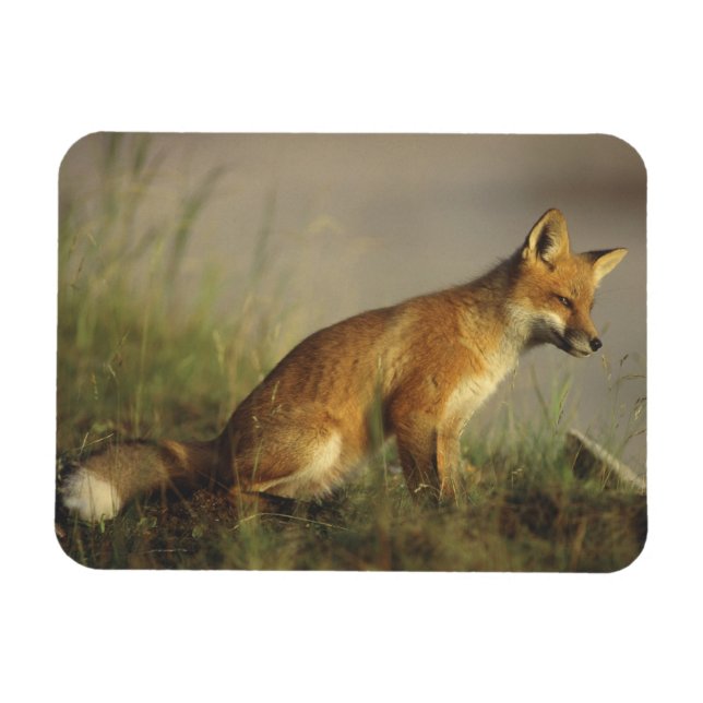Canada, Quebec. Red fox cub at sunrise Magnet (Horizontal)