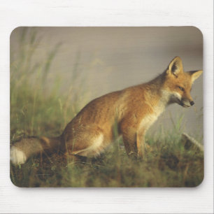 Canada, Quebec. Red fox cub at sunrise Mouse Mat