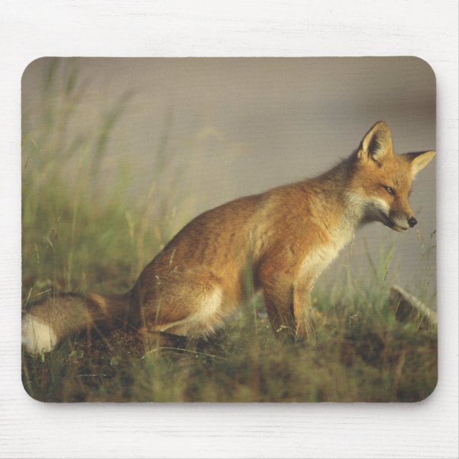Canada, Quebec. Red fox cub at sunrise Mouse Mat (Front)