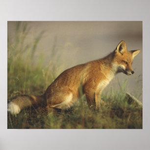 Canada, Quebec. Red fox cub at sunrise Poster