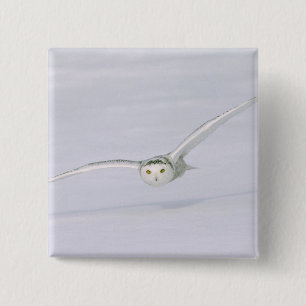 Canada, Quebec. Snowy owl flies low over snow. 15 Cm Square Badge