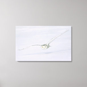 Canada, Quebec. Snowy owl flies low over snow. Canvas Print