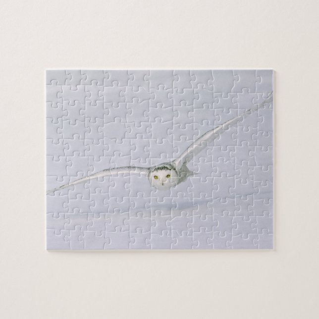 Canada, Quebec. Snowy owl flies low over snow. Jigsaw Puzzle (Horizontal)
