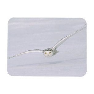 Canada, Quebec. Snowy owl flies low over snow. Magnet