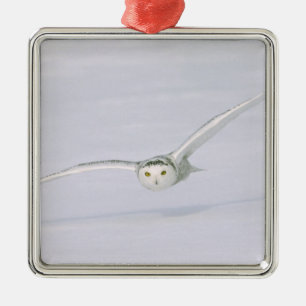 Canada, Quebec. Snowy owl flies low over snow. Metal Tree Decoration