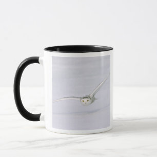 Canada, Quebec. Snowy owl flies low over snow. Mug