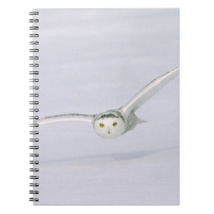 Canada, Quebec. Snowy owl flies low over snow. Notebook