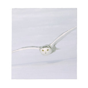 Canada, Quebec. Snowy owl flies low over snow. Notepad