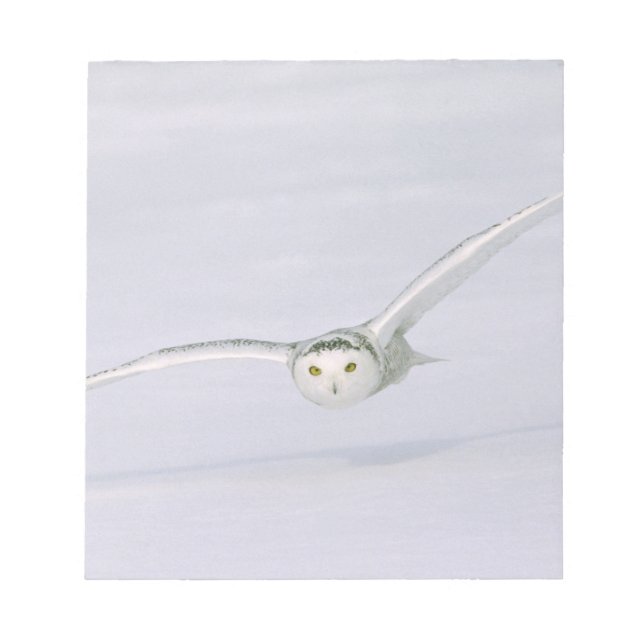 Canada, Quebec. Snowy owl flies low over snow. Notepad (Front)