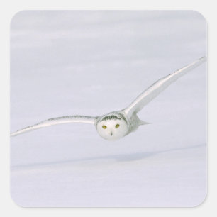 Canada, Quebec. Snowy owl flies low over snow. Square Sticker