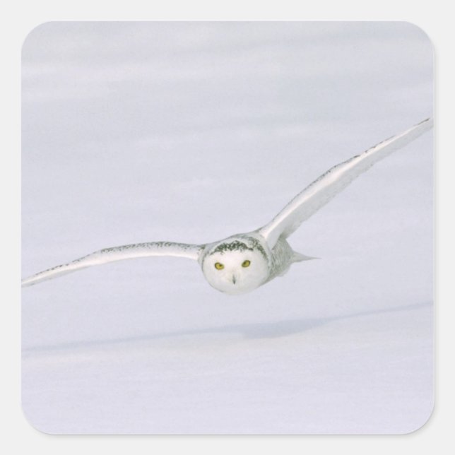 Canada, Quebec. Snowy owl flies low over snow. Square Sticker (Front)