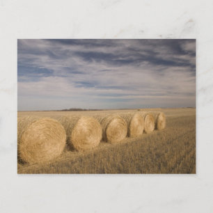 Canada, Saskatchewan, Craik: Hayrolls / Autumn Postcard