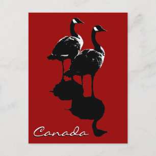 Canada Souvenir Postcards Canada Geese Cards