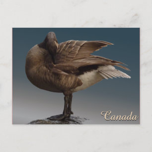 Canada Souvenir Postcards Canada Geese Cards