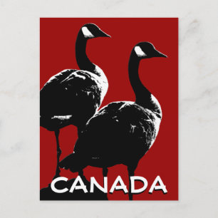 Canada Souvenir Postcards Canada Geese Cards