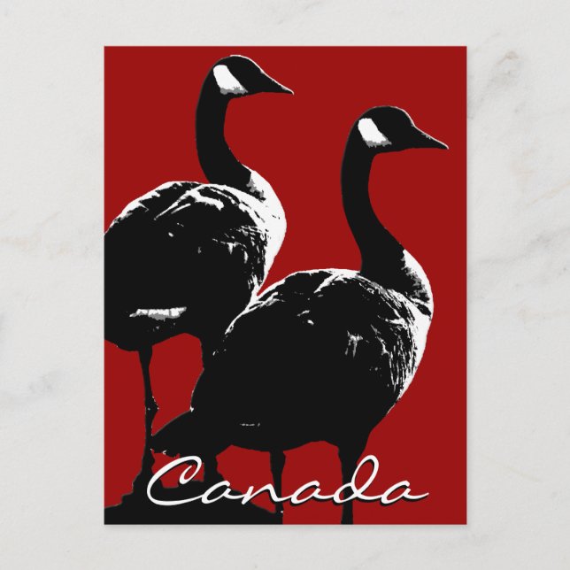 Canada Souvenir Postcards Canada Geese Cards (Front)