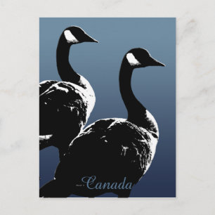 Canada Souvenir Postcards Canada Geese Cards