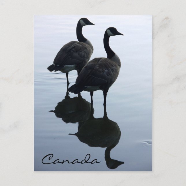 Canada Souvenir Postcards Canada Geese Cards (Front)