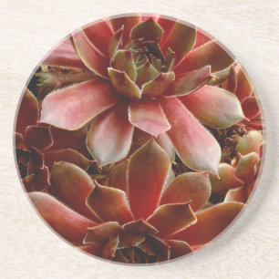 Canada, . Succulent plant Coaster