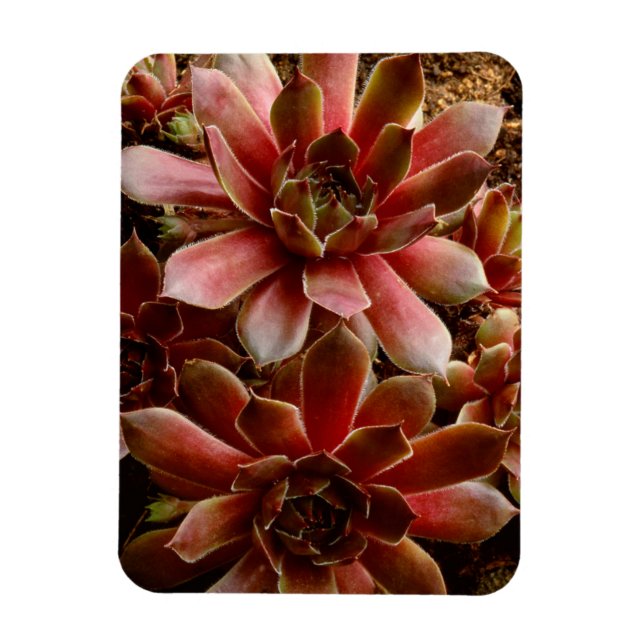 Canada, . Succulent plant Magnet (Vertical)