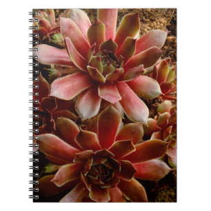 Canada, . Succulent plant Notebook