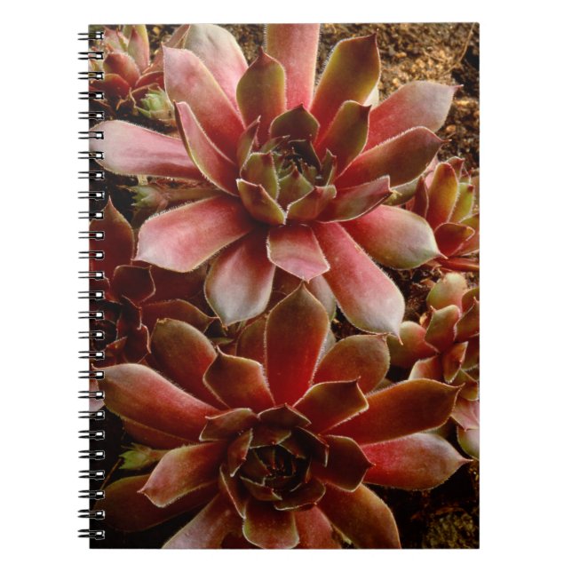 Canada, . Succulent plant Notebook (Front)