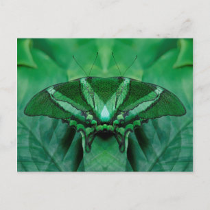 Canada, Victoria, Victoria Butterfly Gardens Postcard