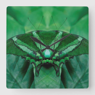 Canada, Victoria, Victoria Butterfly Gardens Square Wall Clock