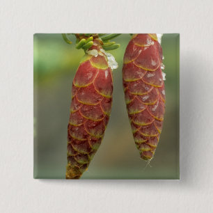Canada, Yukon, Black Spruce Cones 15 Cm Square Badge
