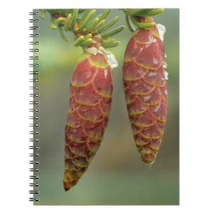 Canada, Yukon, Black Spruce Cones Notebook