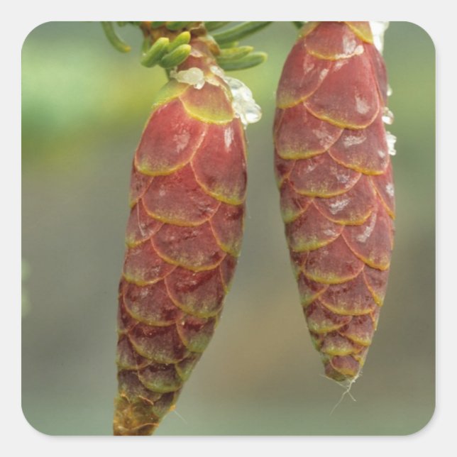 Canada, Yukon, Black Spruce Cones Square Sticker (Front)