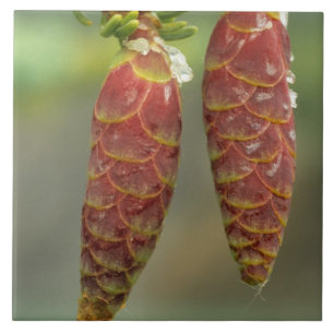 Canada, Yukon, Black Spruce Cones Tile