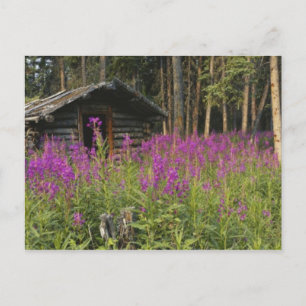 Canada, Yukon, Ross River area, Abandoned cabin Postcard