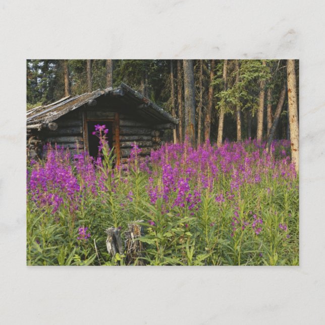 Canada, Yukon, Ross River area, Abandoned cabin Postcard (Front)