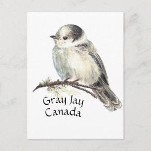Canada's National Bird Grey Grey Jay, Whiskey Jack Postcard