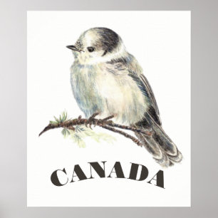Canada's National Bird Grey Grey Jay, Whiskey Jack Poster