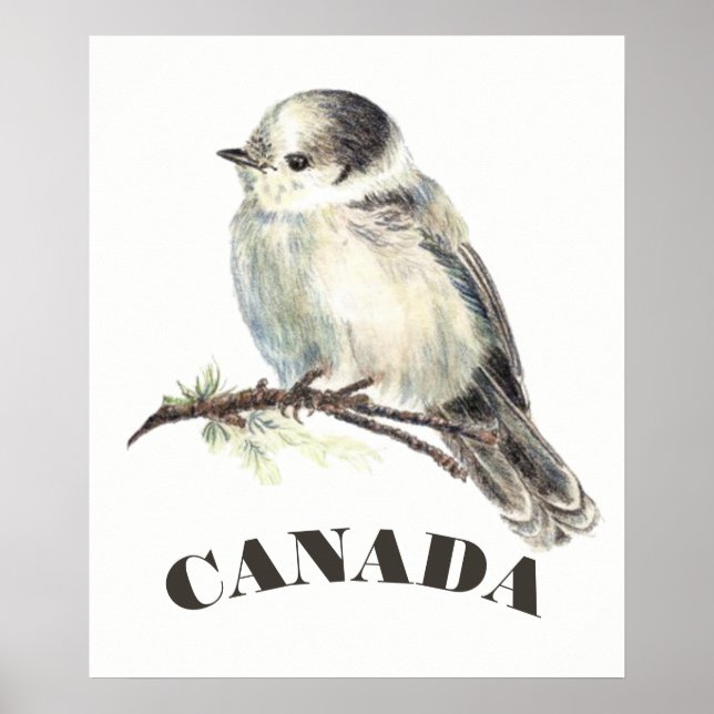 Canada's National Bird Grey Grey Jay, Whiskey Jack Poster (Front)